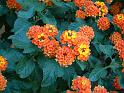 Lantana Orange